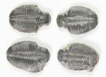 Lot: / Elrathia Trilobite Molt Fossils - Pieces #79022-1